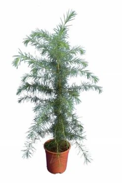 Cedrus Deodara - Totale Hoogte 90-110 Cm - Pot Ø 23 Cm