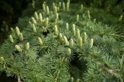 Cedrus Deodara - Totale Hoogte 90-110 Cm - Pot Ø 23 Cm -Planten Winkel 1907065761