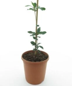 Quercus Phillyraeoides - Totale Hoogte 60-80 Cm - Pot Ø 22 Cm -Planten Winkel 1907435823