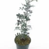 Pistacia Lentiscus - Totale Hoogte 40-60 Cm - Pot Ø 18 Cm -Planten Winkel 1912962804