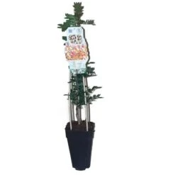 Pistacia Lentiscus - Pot 2 Ltr -Planten Winkel 1912962864
