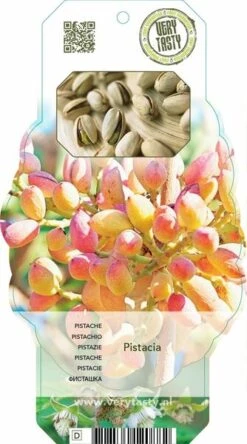 Pistacia Lentiscus - Pot 2 Ltr -Planten Winkel 1912962867