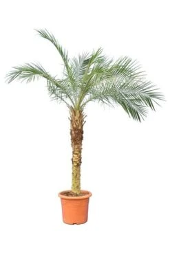 Phoenix Roebelenii - Stam 80-100 Cm [pallet]