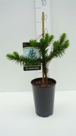 Araucaria Araucana - Totale Hoogte 35-45 Cm - Pot 3 Ltr -Planten Winkel 1919269719