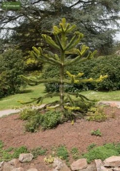 Araucaria Araucana - Totale Hoogte 35-45 Cm - Pot 3 Ltr -Planten Winkel 1919269722