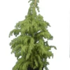 Cedrus Deodara - Totale Hoogte 120-140 Cm - Pot Ø 35 Cm / 25 Ltr -Planten Winkel 1922823666