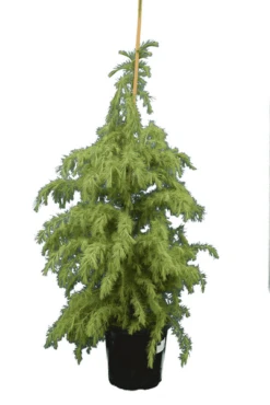 Cedrus Deodara - Totale Hoogte 120-140 Cm - Pot Ø 35 Cm / 25 Ltr