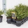 Ilex Crenata Stokes - Totale Hoogte 20-30 Cm - Pot 0.5 Ltr - 50 Stuks + 20 Ltr. Aarde + 1 Kg Mest -Planten Winkel 1923011643