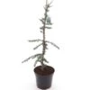 Cedrus Libani Glauca - Totale Hoogte 100-120 Cm - Pot Ø 28 Cm -Planten Winkel 1924169433