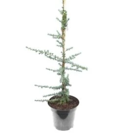 Cedrus Libani Glauca - Totale Hoogte 100-120 Cm - Pot Ø 28 Cm -Planten Winkel 1924169436