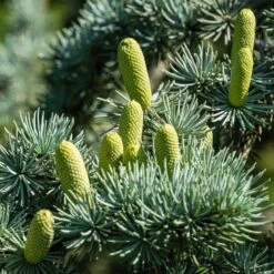 Cedrus Libani Glauca - Totale Hoogte 100-120 Cm - Pot Ø 28 Cm -Planten Winkel 1924169439
