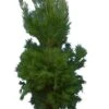 Pinus Halepensis - Totale Hoogte 250+ Cm - Pot Ø 35 Cm [pallet] -Planten Winkel 1924172127