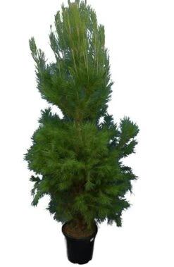 Pinus Halepensis - Totale Hoogte 250+ Cm - Pot Ø 35 Cm [pallet]