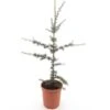 Cedrus Atlantica Glauca - Totale Hoogte 80-100 Cm - Pot Ø 22 Cm -Planten Winkel 1924173510