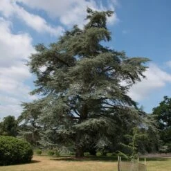 Cedrus Atlantica Glauca - Totale Hoogte 80-100 Cm - Pot Ø 22 Cm -Planten Winkel 1924173516