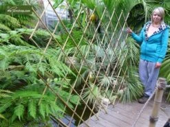 Bamboe Harmonica Trellis 180 X 180 Cm [pallet] -Planten Winkel 1927581876