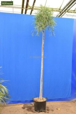Acacia Retinoides Stam 300+ Cm [pallet]
