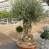 Olea Europaea - Bonsai - Stamhoogte 70-80 Cm - Pot Ø 90 Cm [pallet] -Planten Winkel 1927585362