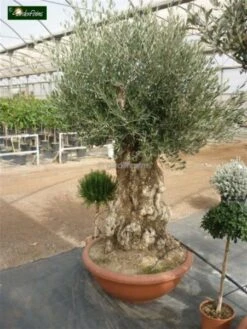Olea Europaea - Bonsai - Stamhoogte 70-80 Cm - Pot Ø 90 Cm [pallet]