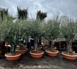 Olea Europaea - Bonsai - Stamhoogte 70-80 Cm - Pot Ø 90 Cm [pallet] -Planten Winkel 1927585365