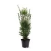 Taxus Media Hicksii - Totale Hoogte 50-60 Cm - Pot Ø 19 Cm -Planten Winkel 1936763955
