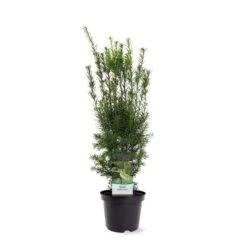 Taxus Media Hicksii - Totale Hoogte 50-60 Cm - Pot Ø 19 Cm -Planten Winkel 1936763958