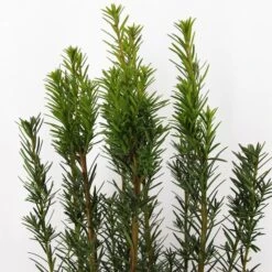 Taxus Media Hicksii - Totale Hoogte 50-60 Cm - Pot Ø 19 Cm -Planten Winkel 1936763964