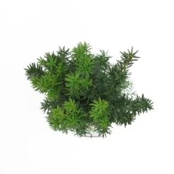 Taxus Media Hicksii - Totale Hoogte 50-60 Cm - Pot Ø 19 Cm -Planten Winkel 1936763967