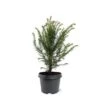 Taxus Baccata - Pot 3 Ltr -Planten Winkel 1936764621