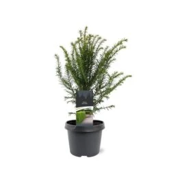 Taxus Baccata - Pot 3 Ltr -Planten Winkel 1936764624