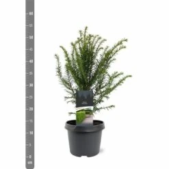Taxus Baccata - Pot 3 Ltr -Planten Winkel 1936764627