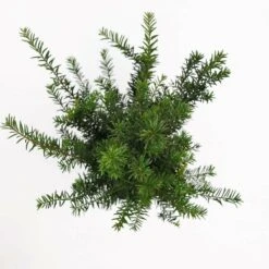 Taxus Baccata - Pot 3 Ltr -Planten Winkel 1936764630