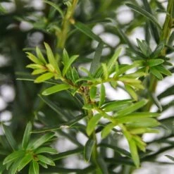 Taxus Baccata - Pot 3 Ltr -Planten Winkel 1936764633
