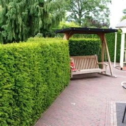Taxus Baccata - Pot 3 Ltr -Planten Winkel 1936764636
