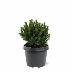 Picea Glauca Alberta Globe - Pot 3 Ltr
