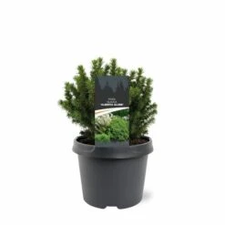Picea Glauca Alberta Globe - Pot 3 Ltr -Planten Winkel 1936764780