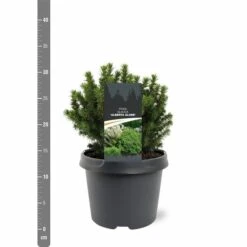 Picea Glauca Alberta Globe - Pot 3 Ltr -Planten Winkel 1936764783