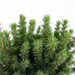 Picea Glauca Alberta Globe - Pot 3 Ltr -Planten Winkel 1936764786