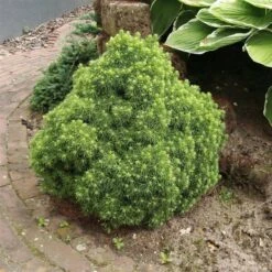 Picea Glauca Alberta Globe - Pot 3 Ltr -Planten Winkel 1936764795