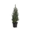 Picea Glauca Sander's Blue - Totale Hoogte 50-60 Cm - Pot 3 Ltr -Planten Winkel 1936764975
