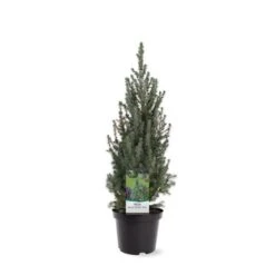 Picea Glauca Sander's Blue - Totale Hoogte 50-60 Cm - Pot 3 Ltr -Planten Winkel 1936764978