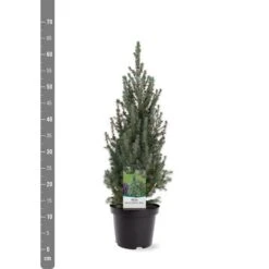 Picea Glauca Sander's Blue - Totale Hoogte 50-60 Cm - Pot 3 Ltr -Planten Winkel 1936764981