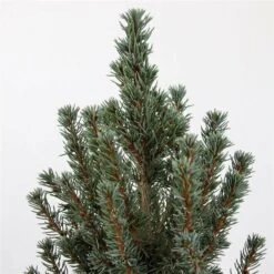 Picea Glauca Sander's Blue - Totale Hoogte 50-60 Cm - Pot 3 Ltr -Planten Winkel 1936764984