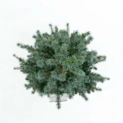 Picea Glauca Sander's Blue - Totale Hoogte 50-60 Cm - Pot 3 Ltr -Planten Winkel 1936764987
