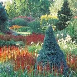 Picea Glauca Sander's Blue - Totale Hoogte 50-60 Cm - Pot 3 Ltr -Planten Winkel 1936764996