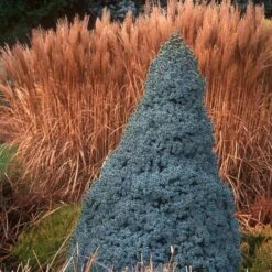 Picea Glauca Sander's Blue - Totale Hoogte 50-60 Cm - Pot 3 Ltr -Planten Winkel 1936764999
