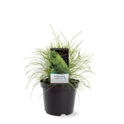 Platycladus Orientalis Franky Boy - Totale Hoogte 40-50m - Pot 3 Ltr -Planten Winkel 1936765077