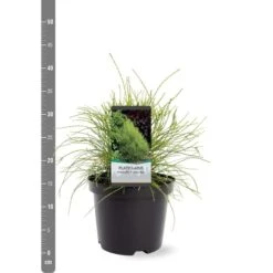 Platycladus Orientalis Franky Boy - Totale Hoogte 40-50m - Pot 3 Ltr -Planten Winkel 1936765080
