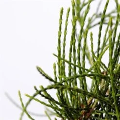 Platycladus Orientalis Franky Boy - Totale Hoogte 40-50m - Pot 3 Ltr -Planten Winkel 1936765086