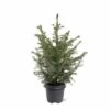 Picea Omorika - Pot 5 Ltr -Planten Winkel 1936765293